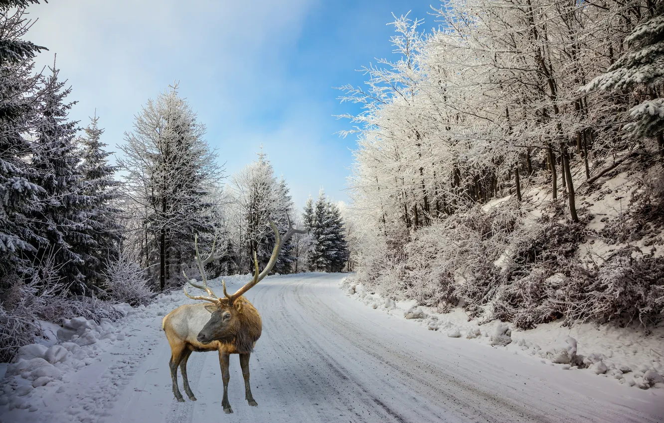 Photo wallpaper winter, road, forest, snow, trees, photoshop, deer, turn