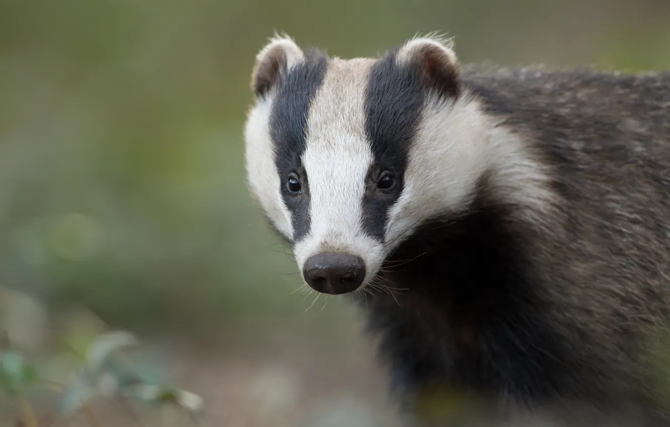 Photo wallpaper look, portrait, face, badger