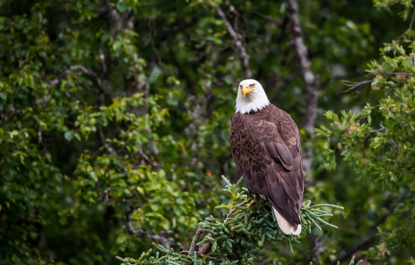 Photo wallpaper predator, on the tree, bald eagle