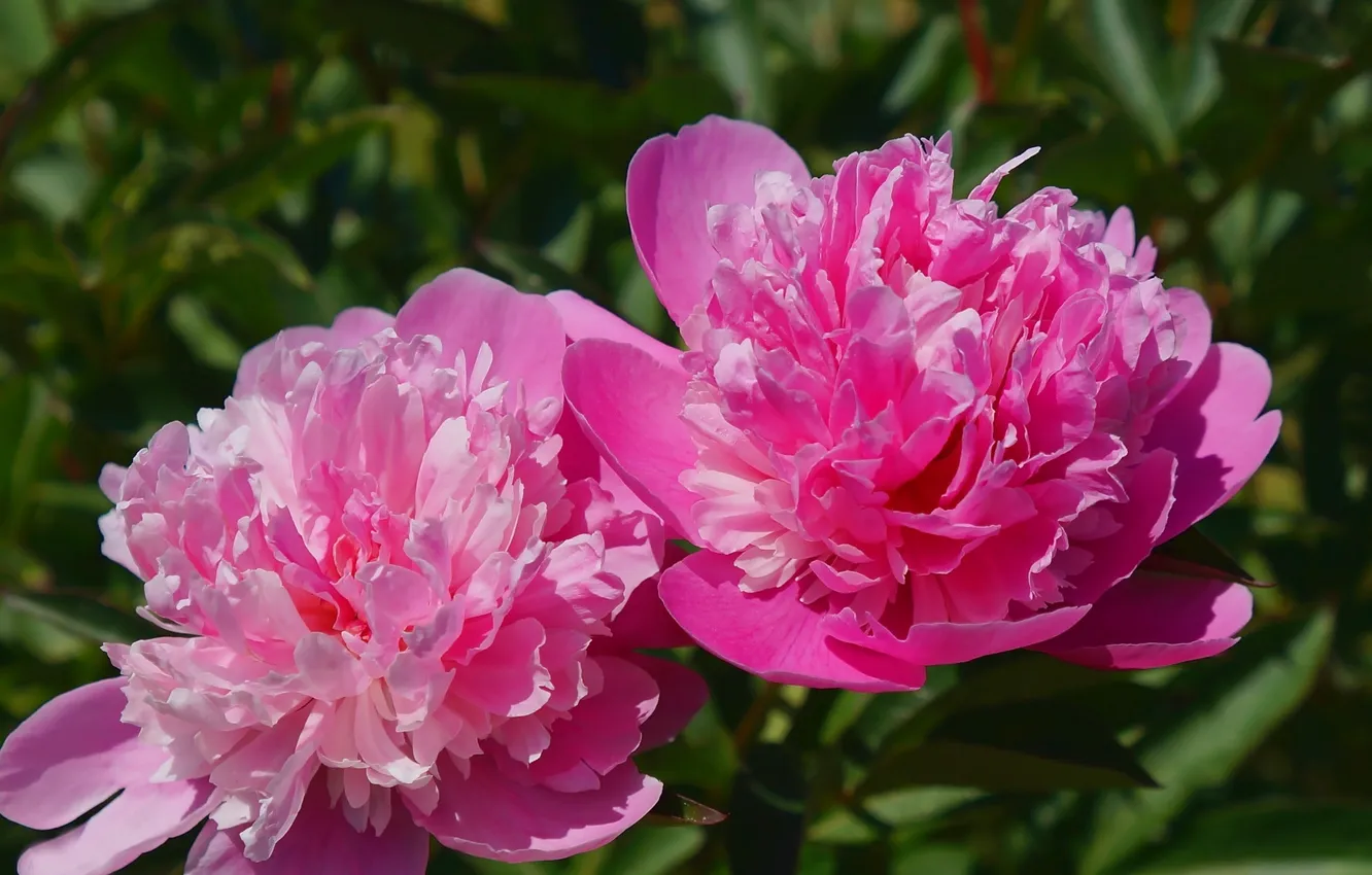 Photo wallpaper flower, garden, blooming