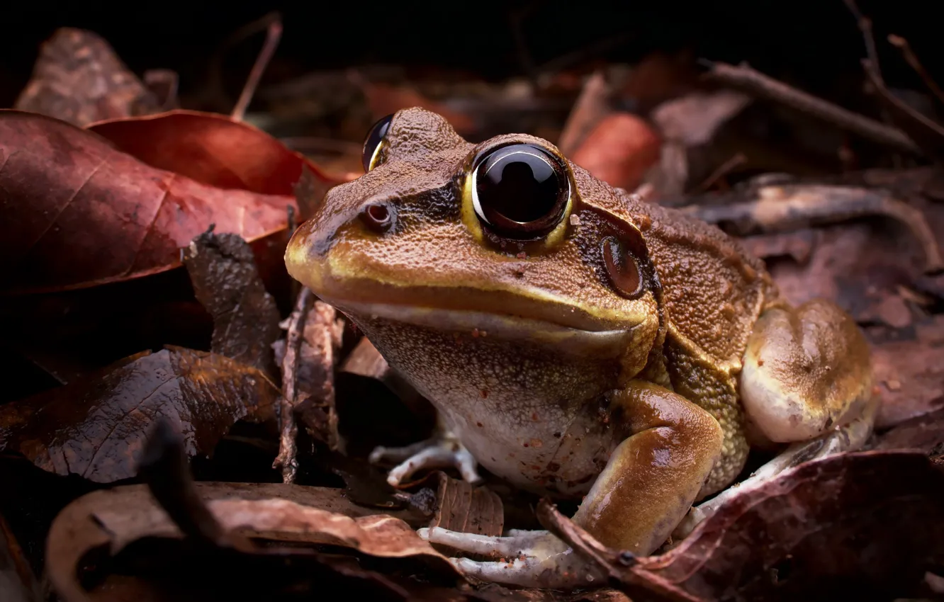 Photo wallpaper Australia, Giant frog, Cyclorana australis