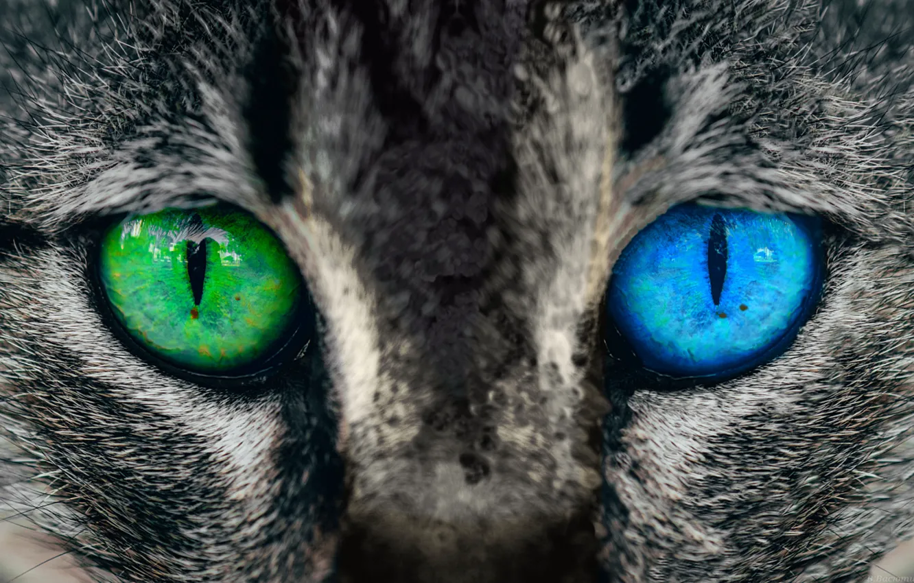 Photo wallpaper eyes, look, color, different