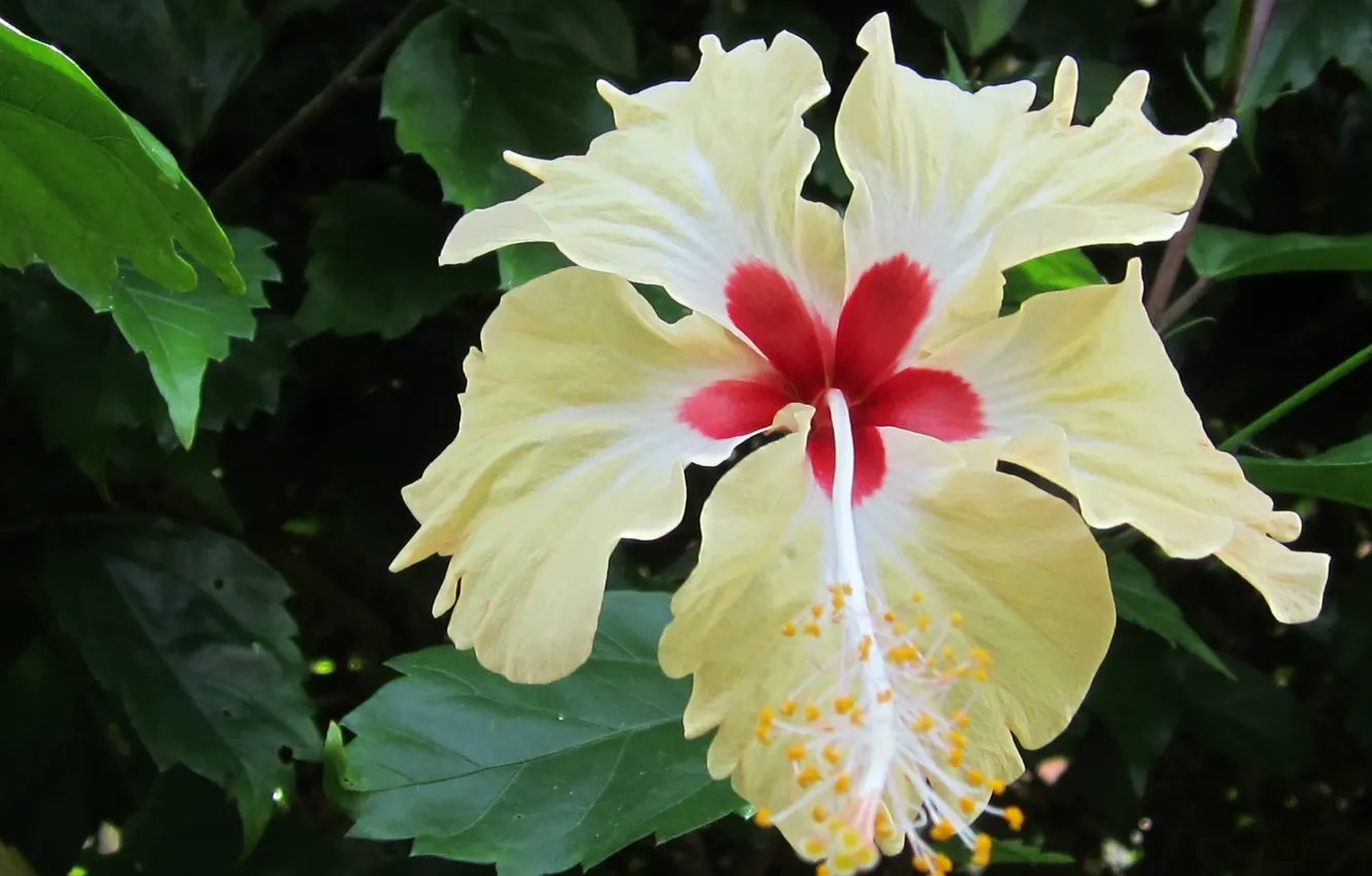 Photo wallpaper yellow, garden, natura, Hibiscus