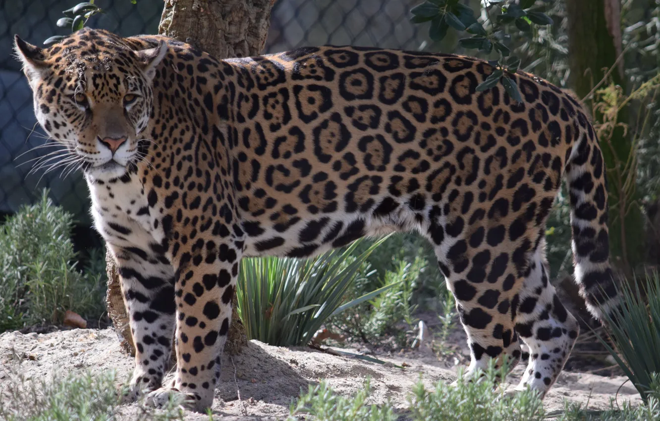 Photo wallpaper Cat, Jaguar, Animal