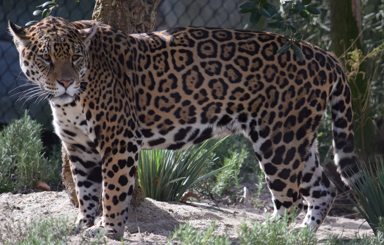 Photo wallpaper cat, animal, Jaguar