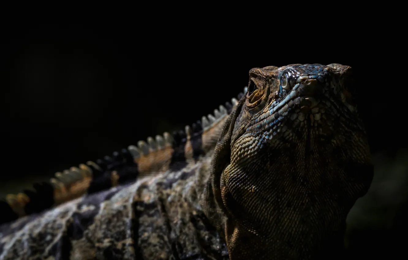 Photo wallpaper nature, lizard, iguana