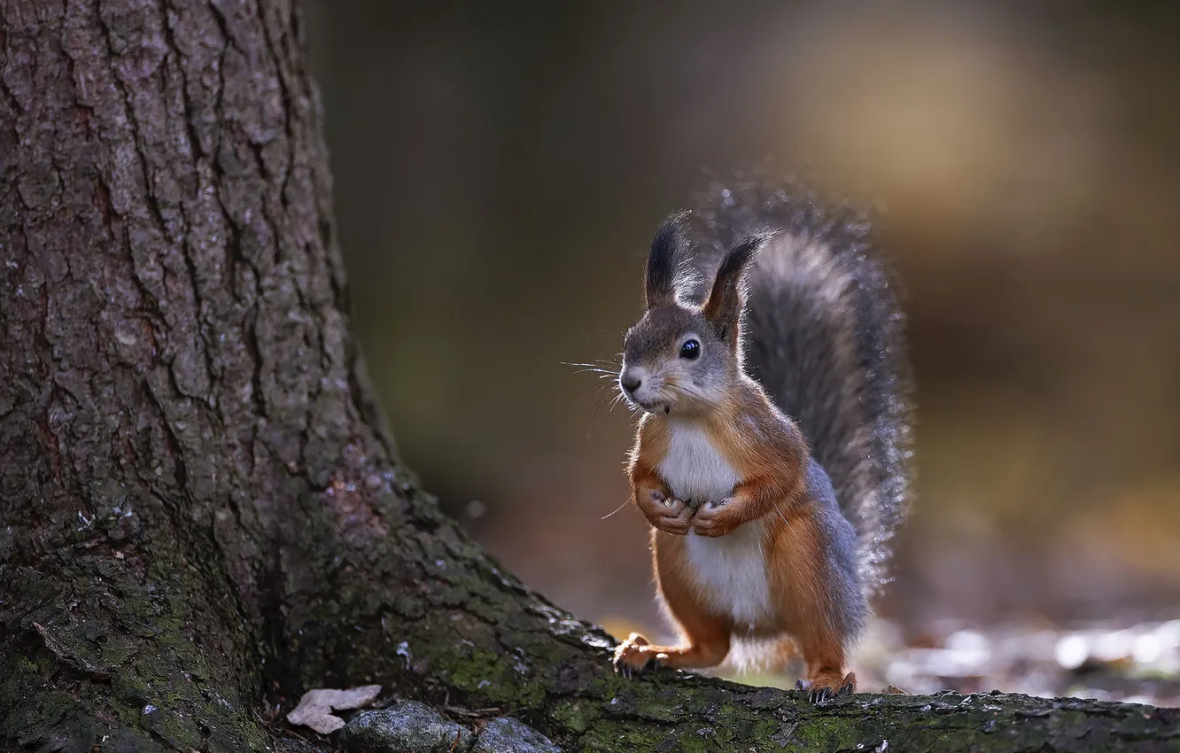 Photo wallpaper trees, protein, Julia Stukalova