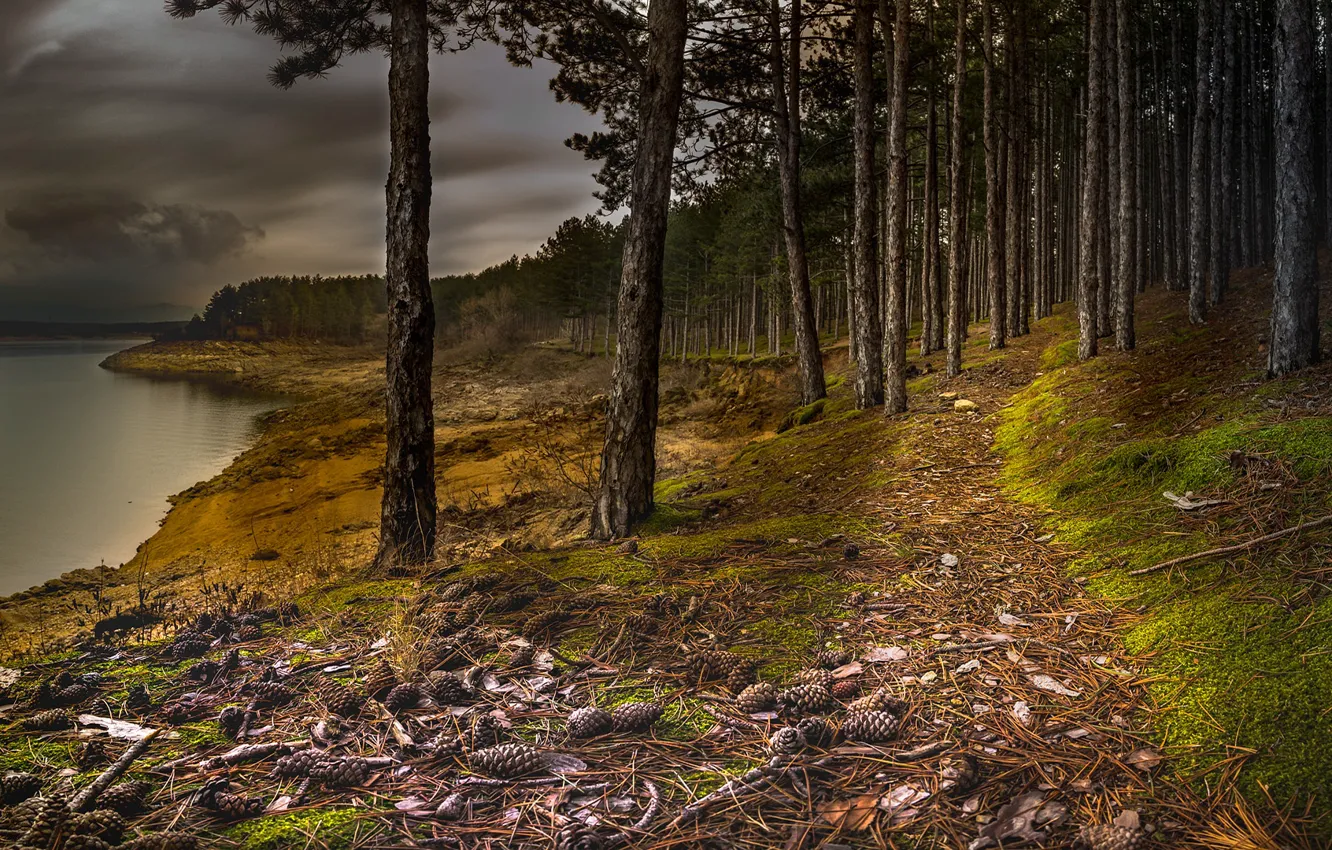 Photo wallpaper forest, trees, clouds, river, shore, slope, pine, bumps