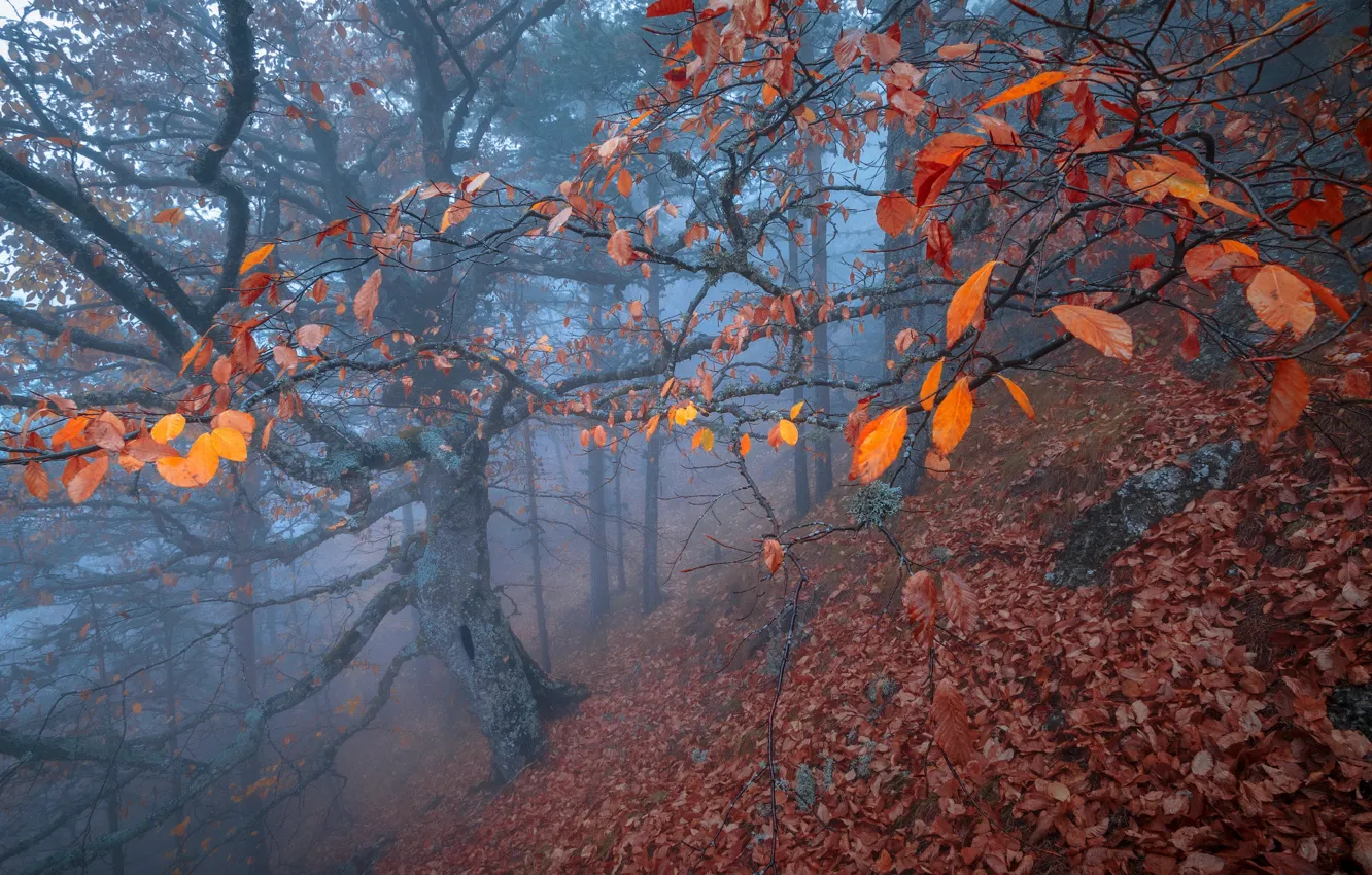 Photo wallpaper autumn, forest, leaves, trees, branches, red, nature, fog