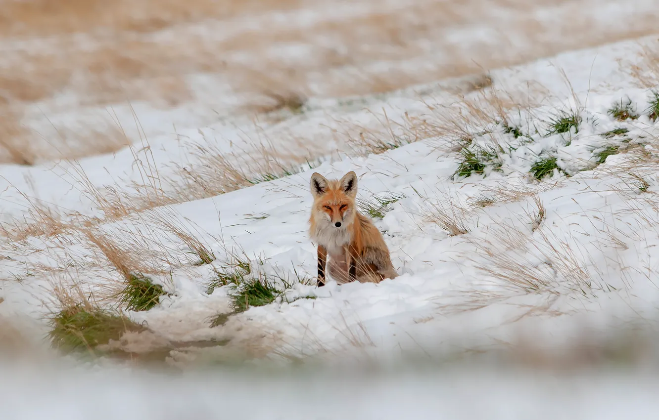 Photo wallpaper winter, field, look, snow, pose, slope, Fox, the snow