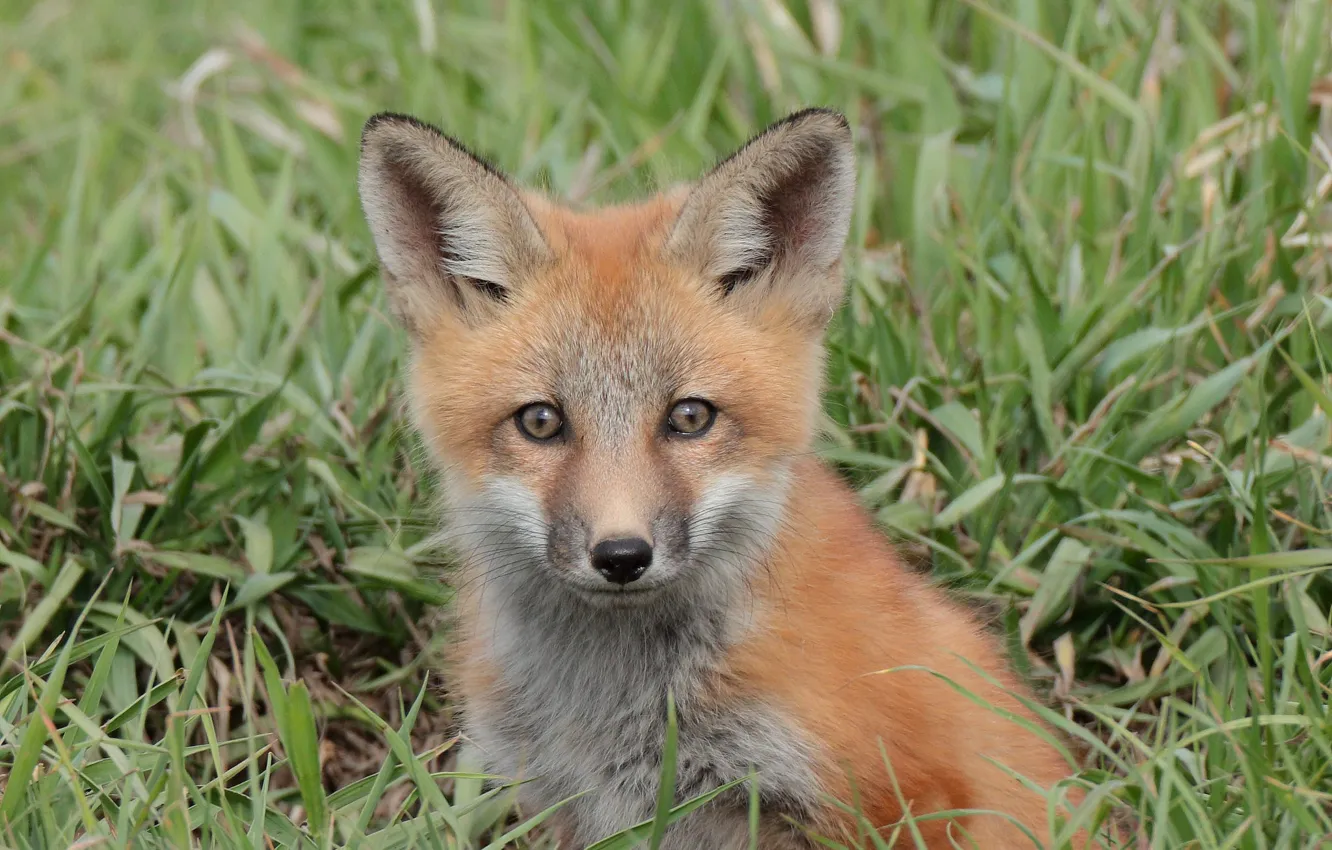 Photo wallpaper look, muzzle, Fox