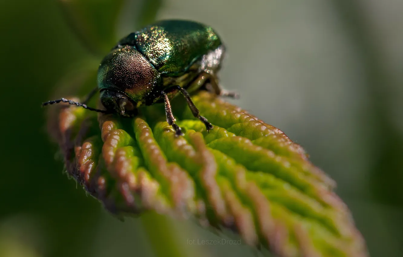 Photo wallpaper nature, macro, Beetle, bokeh, leaf, worm