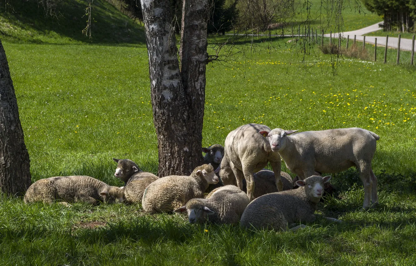 Photo wallpaper trees, nature, stay, sheep, sheep