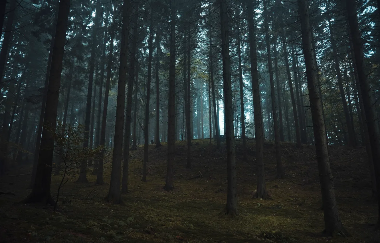 Photo wallpaper forest, trees, nature