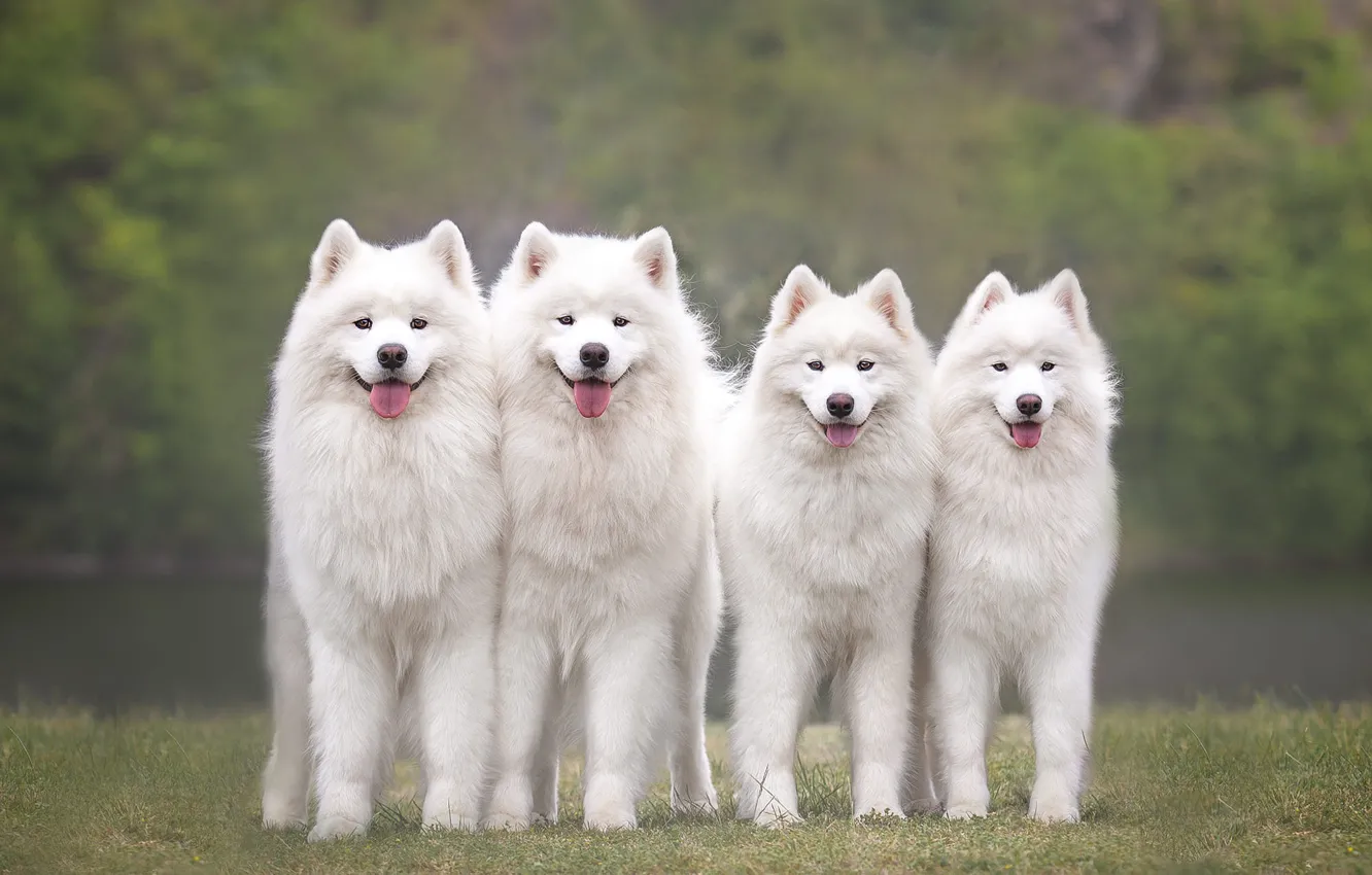 Photo wallpaper language, summer, look, face, nature, pose, background, each