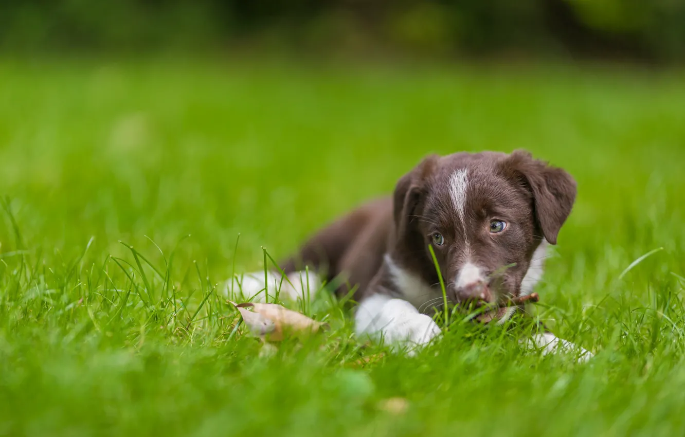 Photo wallpaper grass, dog, puppy