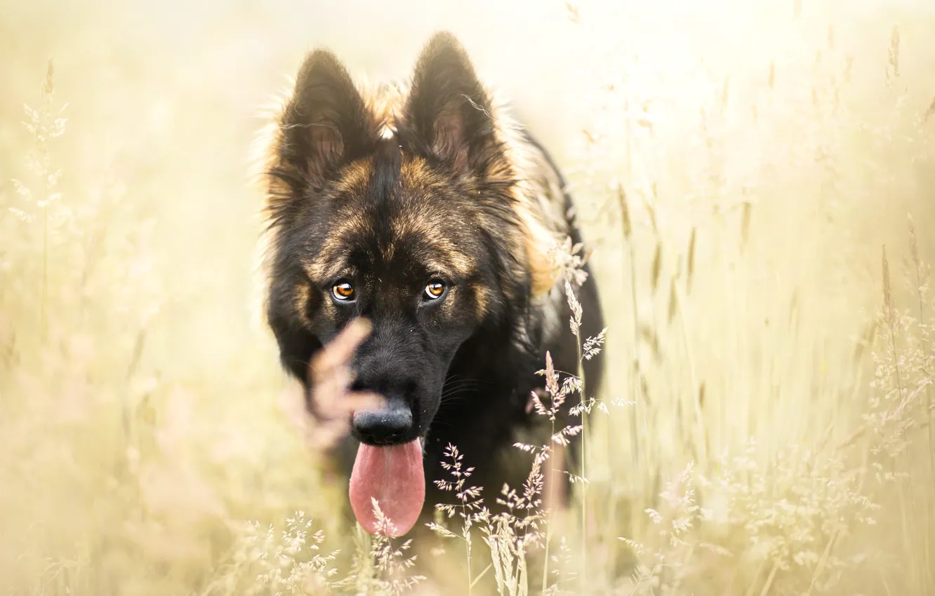 Photo wallpaper look, each, dog