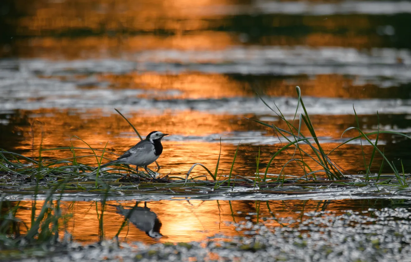 Photo wallpaper bird, sunset, water