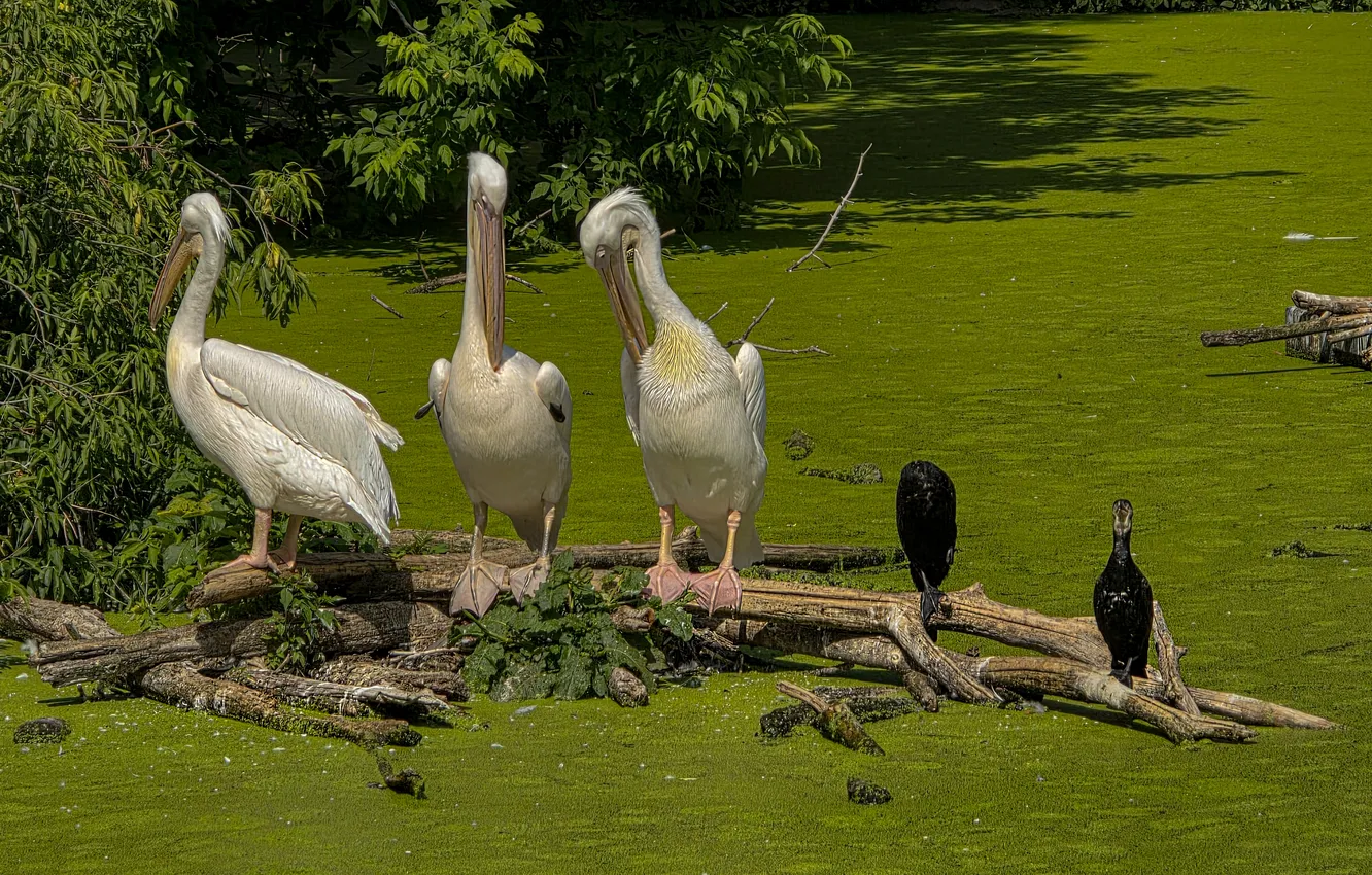 Photo wallpaper bird, pond, duckweed, Pelican, summer day, Svetlana Sushkevich