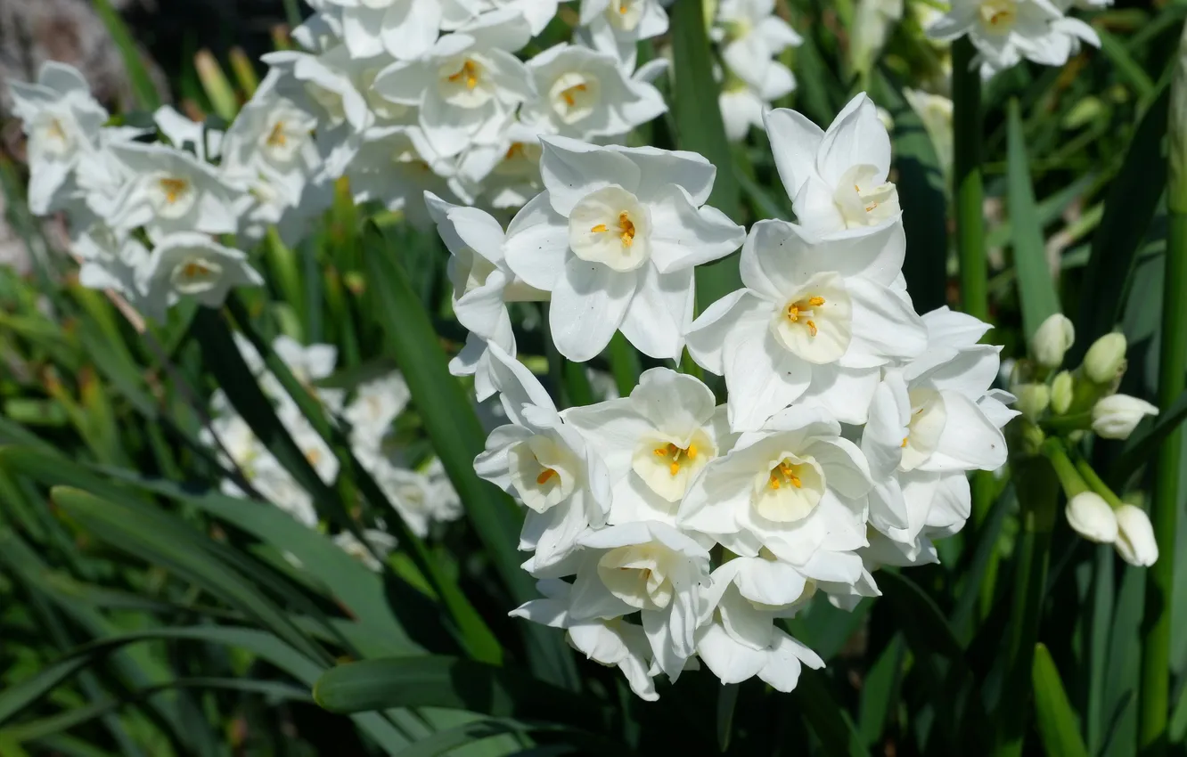 Photo wallpaper greens, light, flowers, spring, garden, white, flowerbed, daffodils