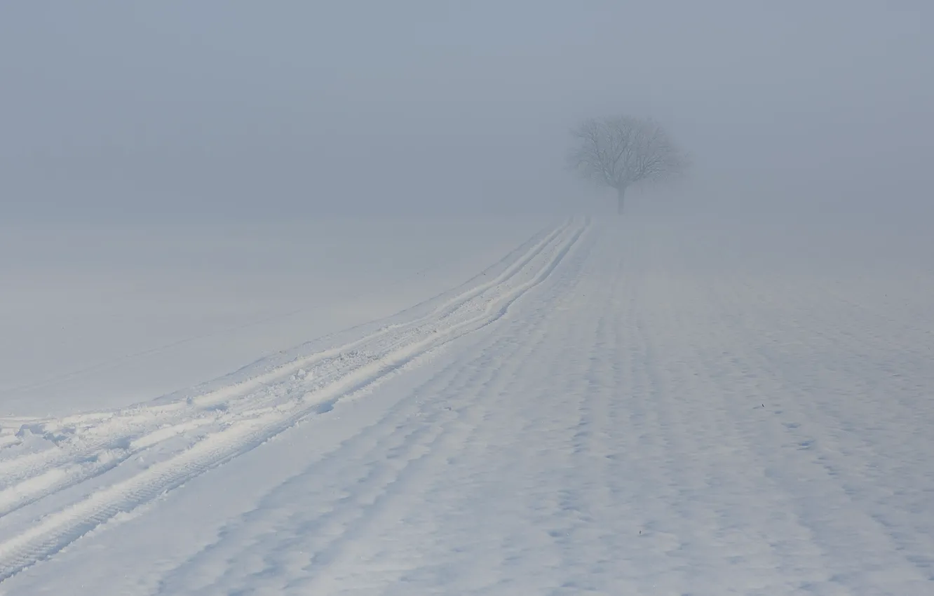Photo wallpaper winter, trees, traces, fog