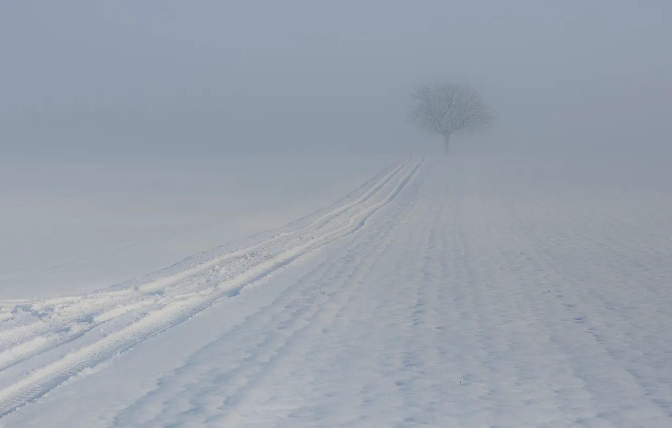 Photo wallpaper winter, fog, tree, trail