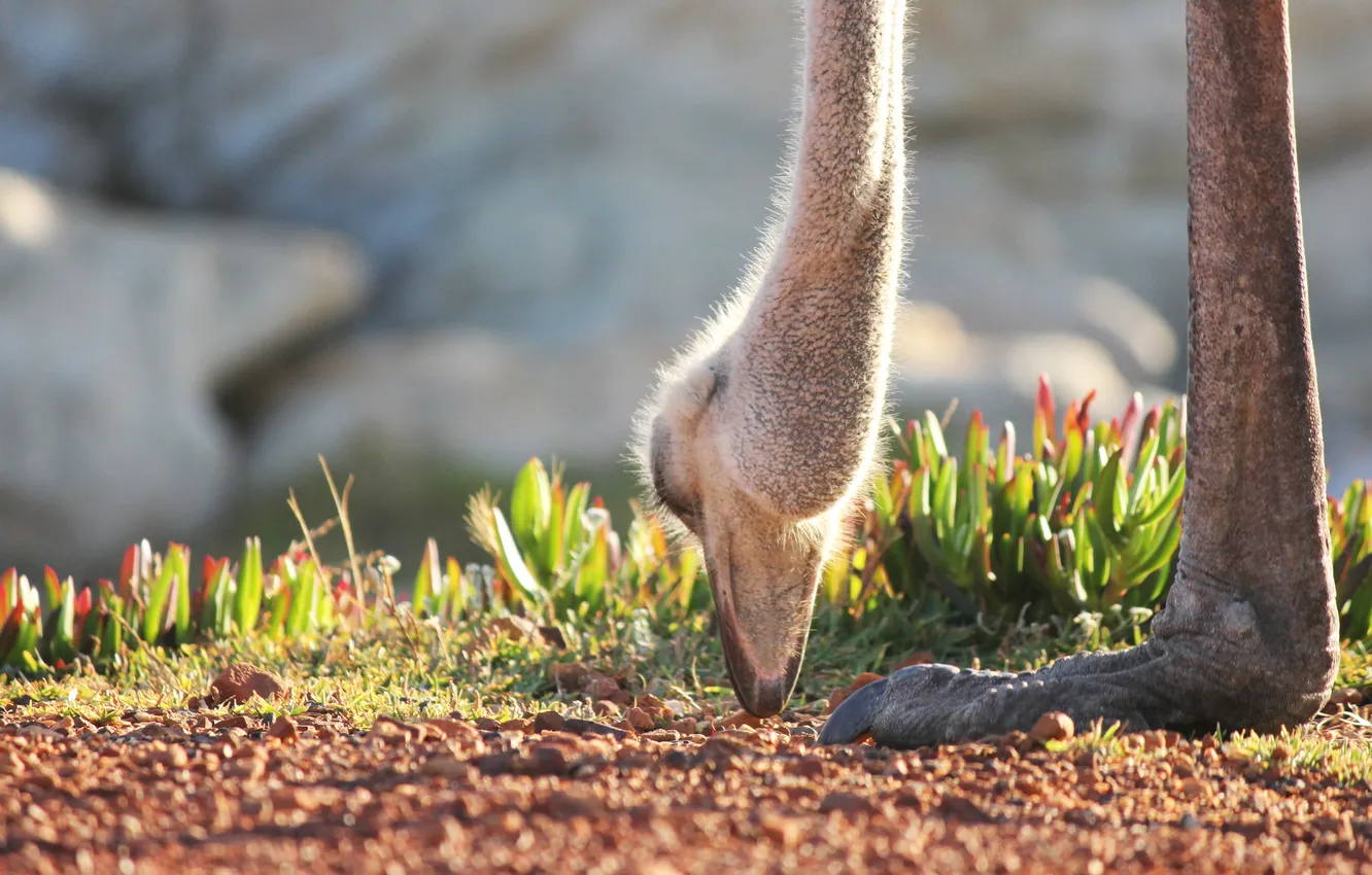 Photo wallpaper Africa, ostrich, Nandu