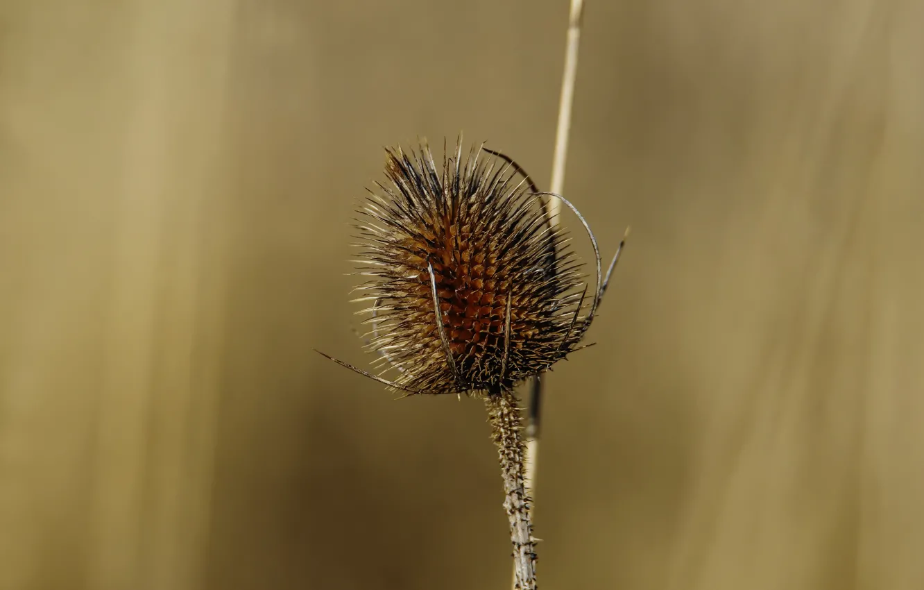 Photo wallpaper spring, barb, bokeh