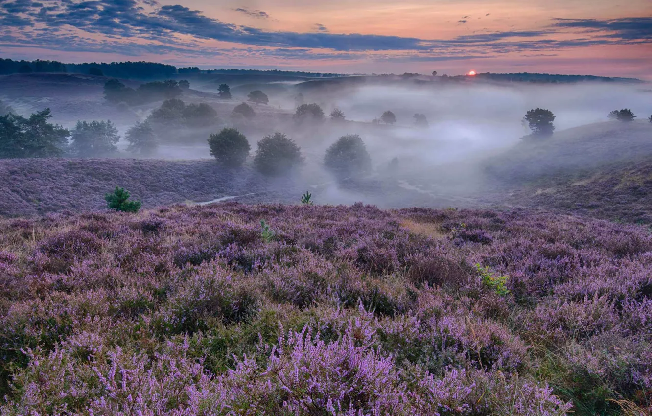 Photo wallpaper sunset, flowers, nature, fog, meadow, glow, Netherlands, Heather