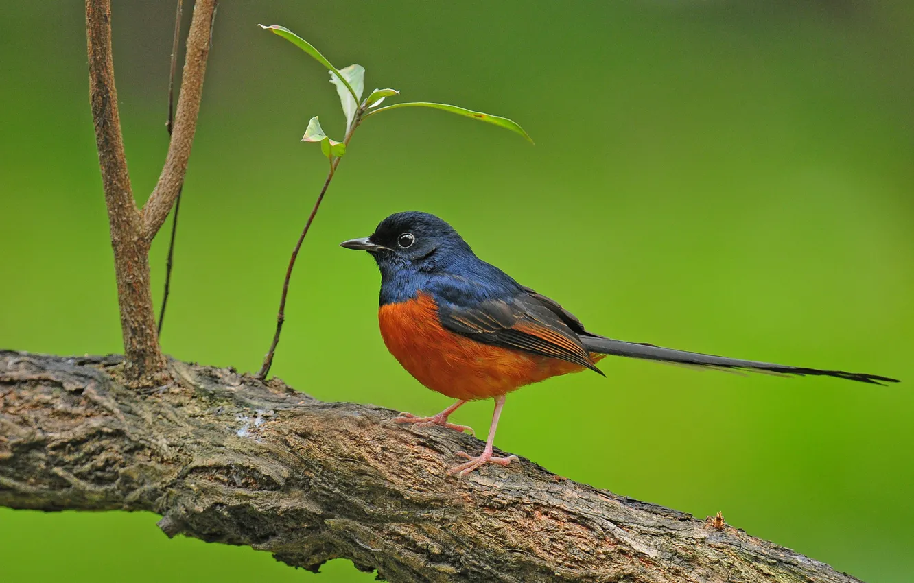 Photo wallpaper trees, branches, background, bird