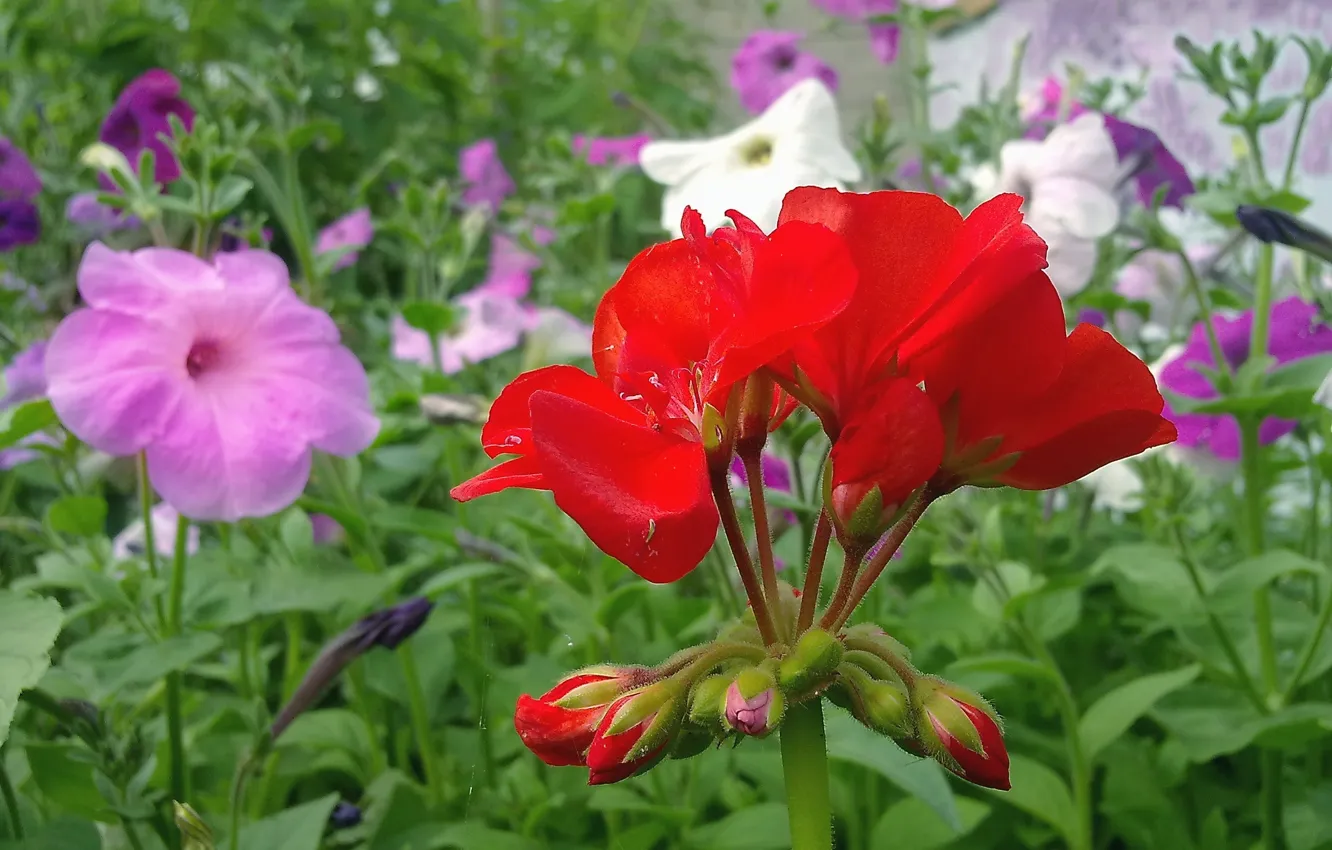 Photo wallpaper summer, flowers, June, Petunia, geranium