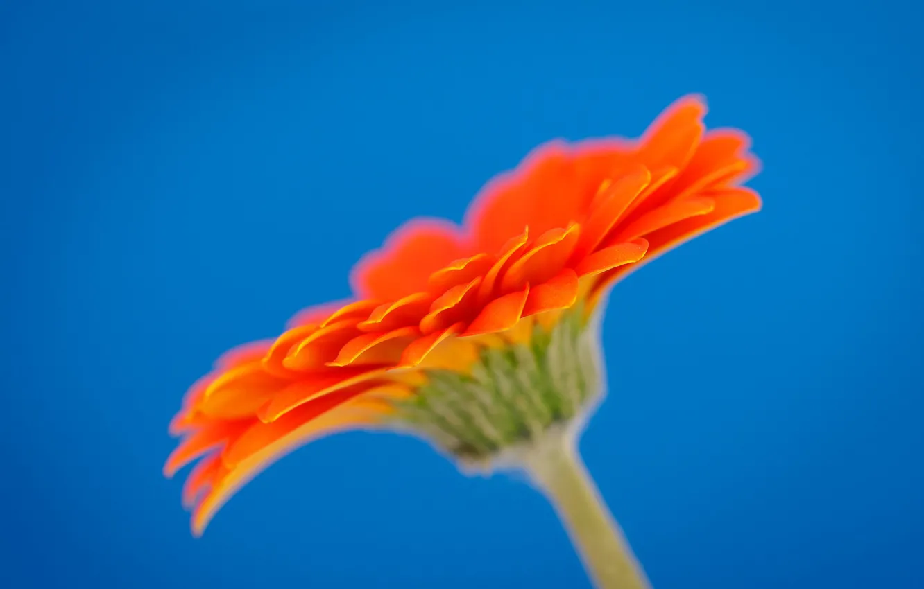 Photo wallpaper macro, petals, gerbera