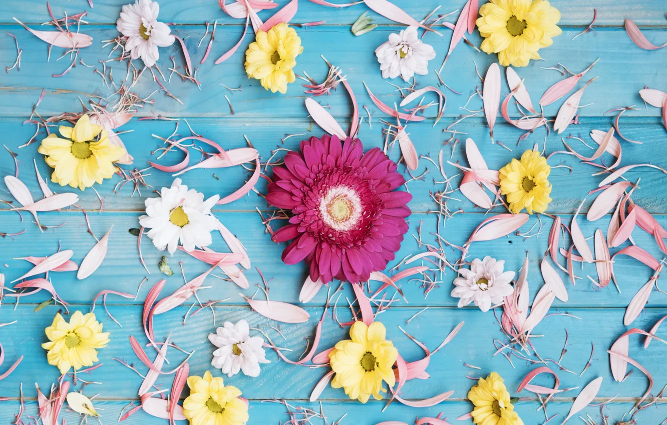 Photo wallpaper flowers, background, yellow, petals, colorful, pink, gerbera, chrysanthemum