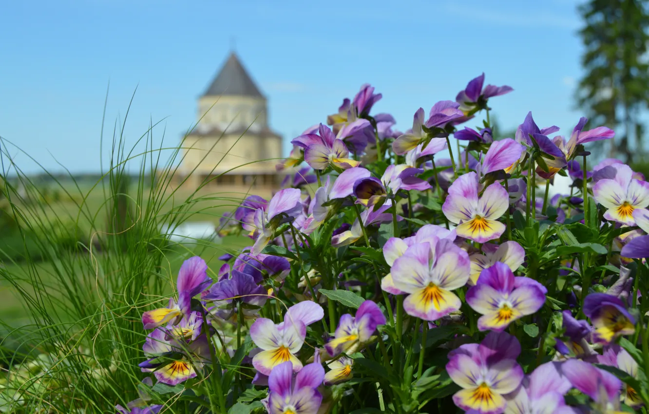 Photo wallpaper flowers, nature, castle, tower, Pansy, flowerbed, lilac, bokeh