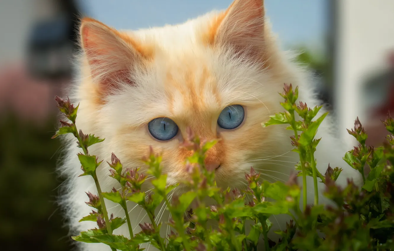 Photo wallpaper greens, cat, cat, look, portrait, spring, fluffy, red