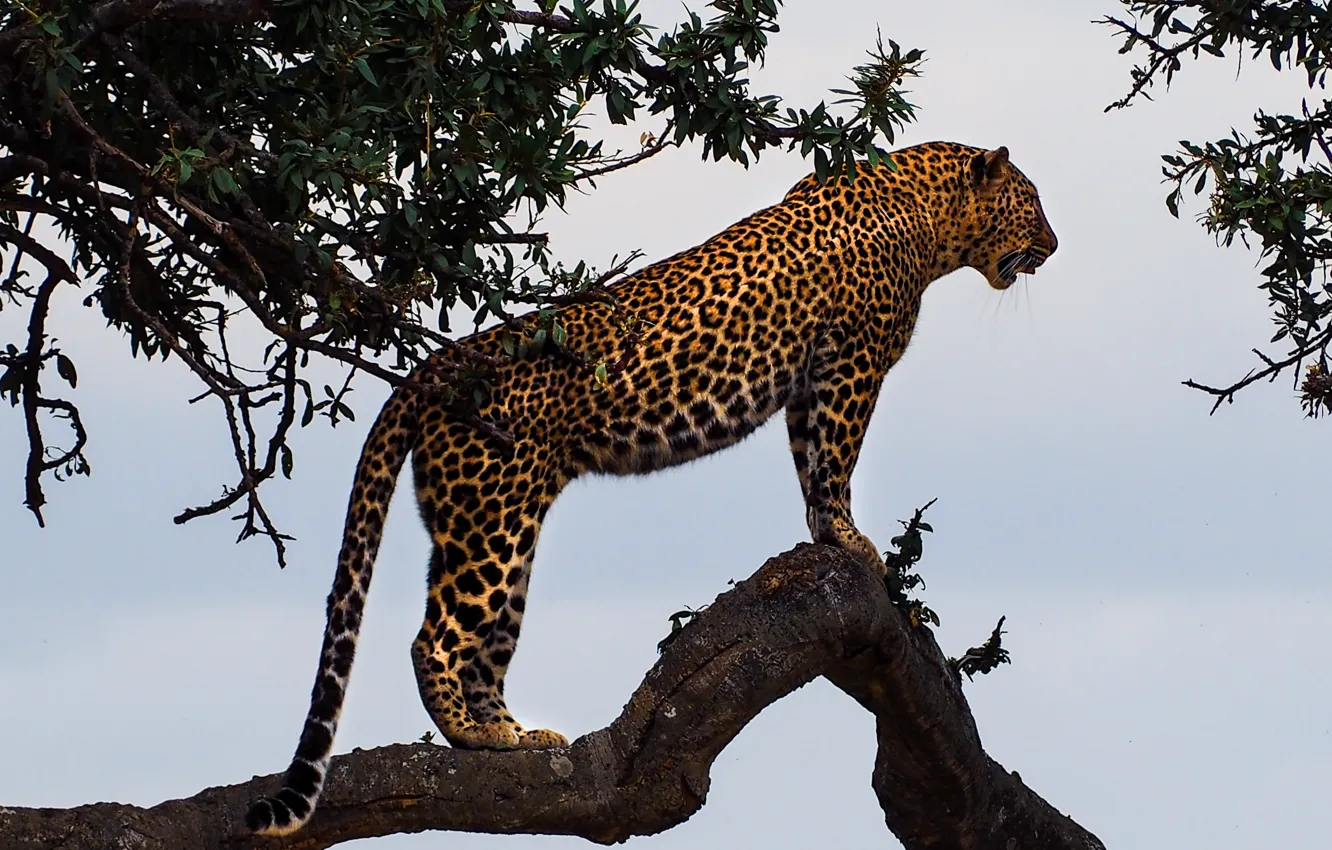 Photo wallpaper trees, predator, leopard, leopard, big cat, big cat