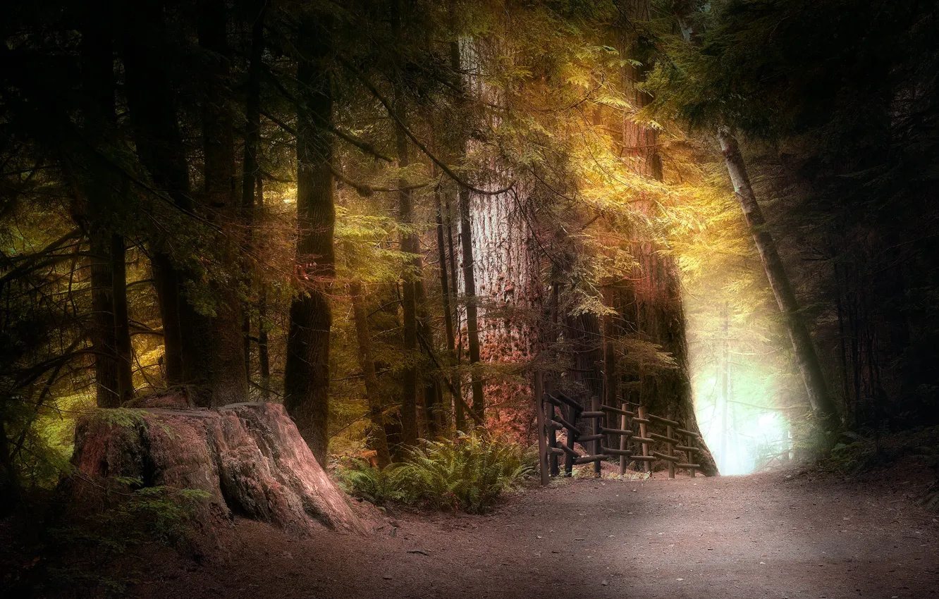 Photo wallpaper forest, light, trees, branches, the fence, stump, ate, the fence