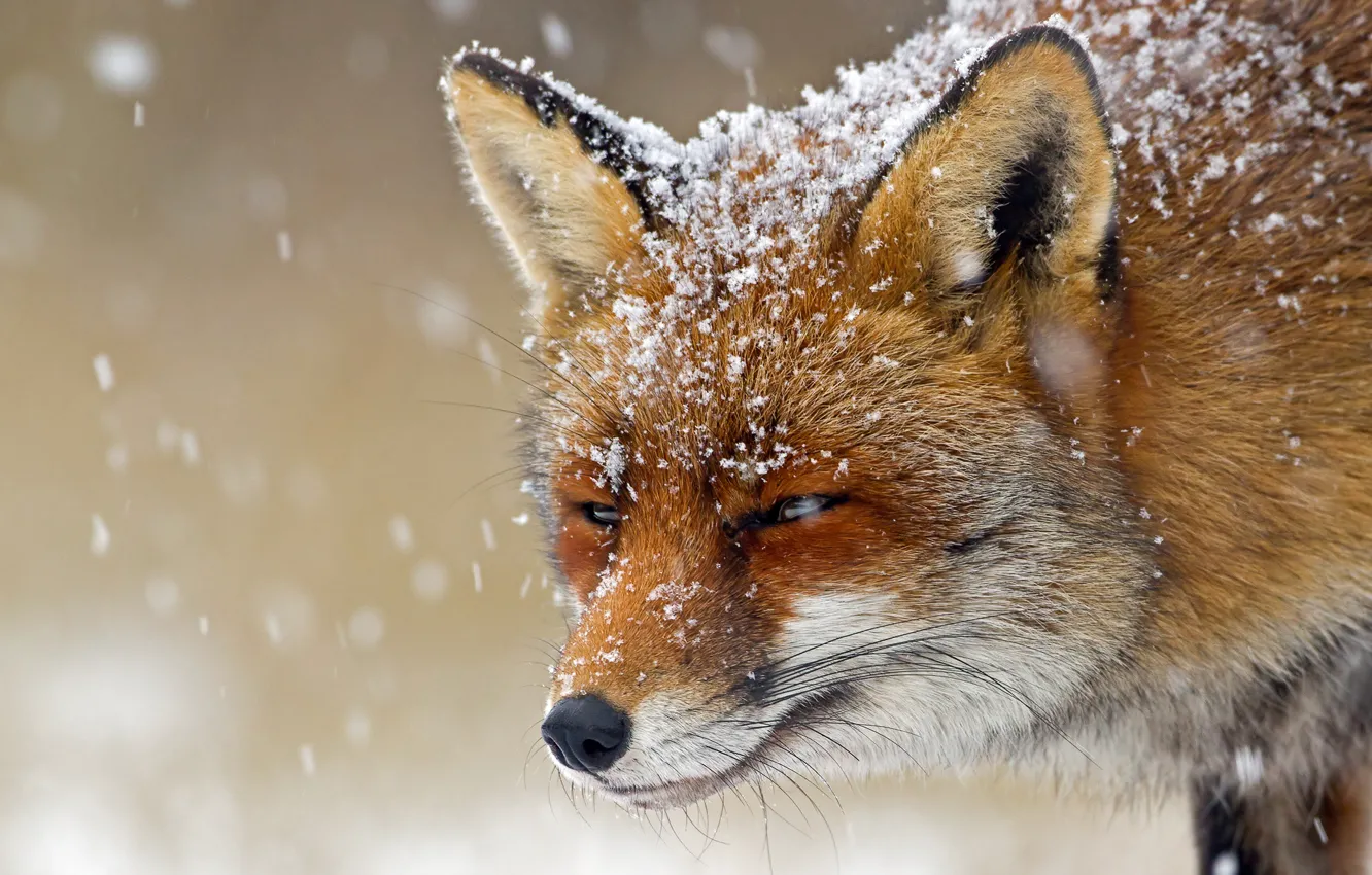 Photo wallpaper winter, face, snow, snowflakes, Fox, Fox, bokeh