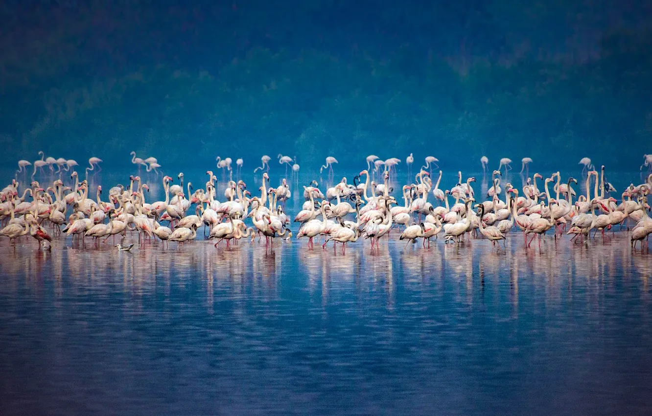 Photo wallpaper bird, pack, Flamingo, Mumbai, megarace