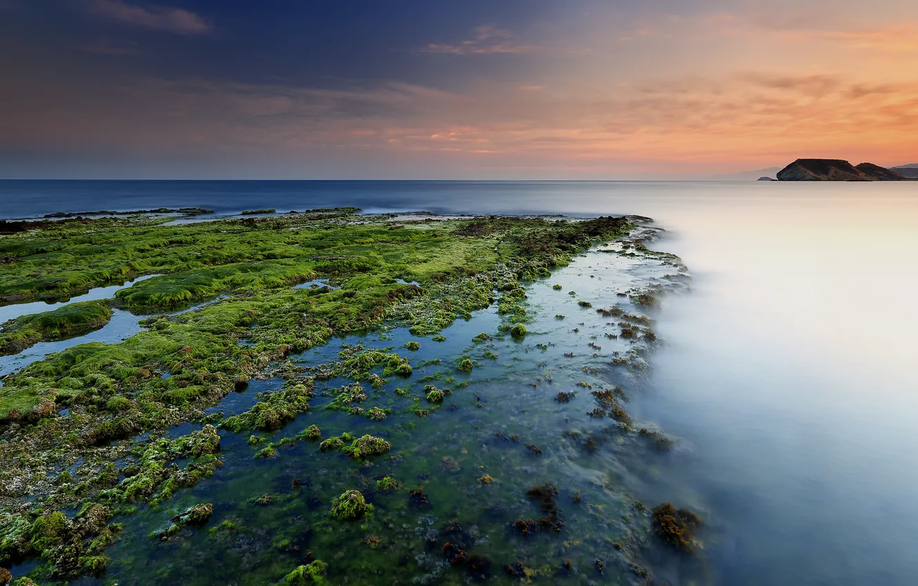 Photo wallpaper sea, beach, algae, dawn