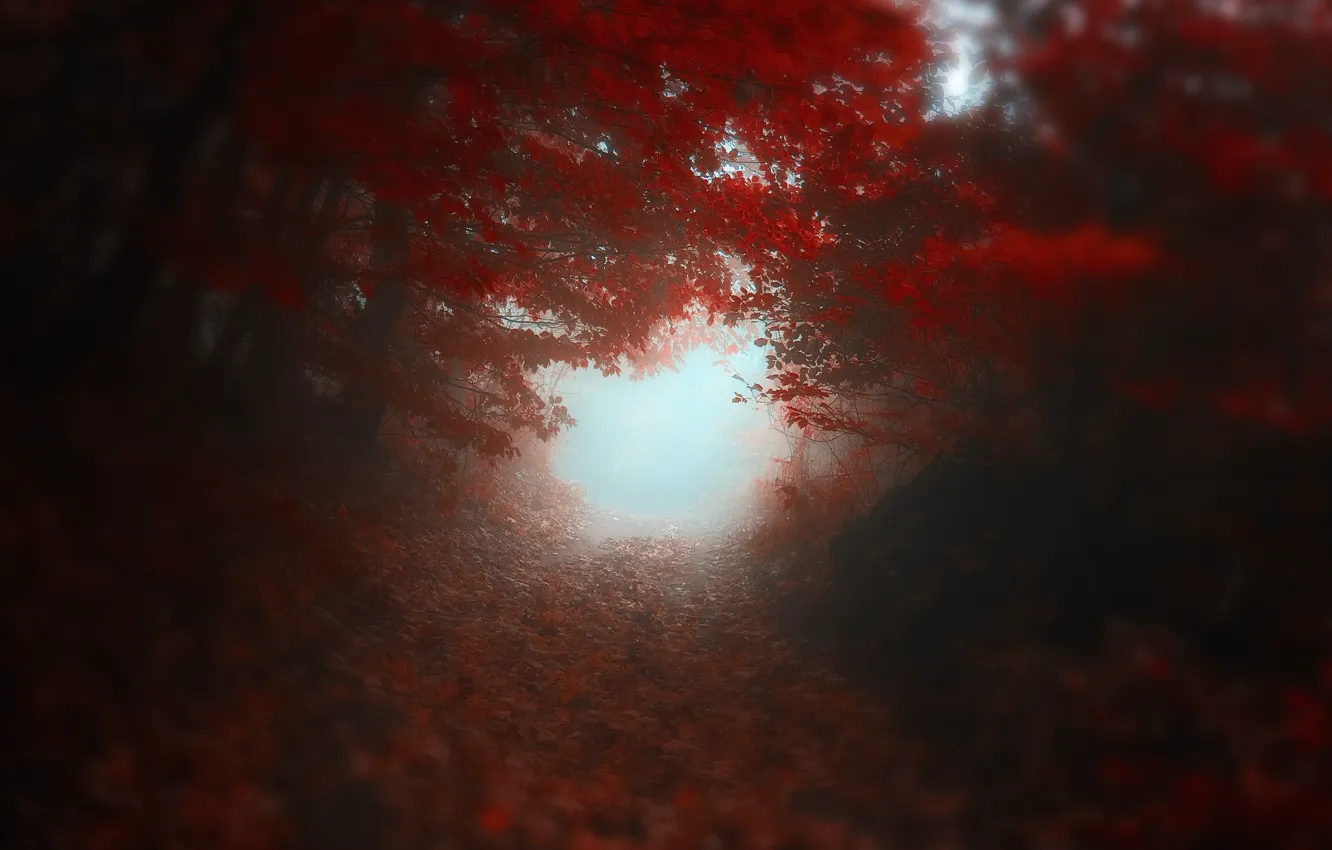 Photo wallpaper road, autumn, trees, red, blur