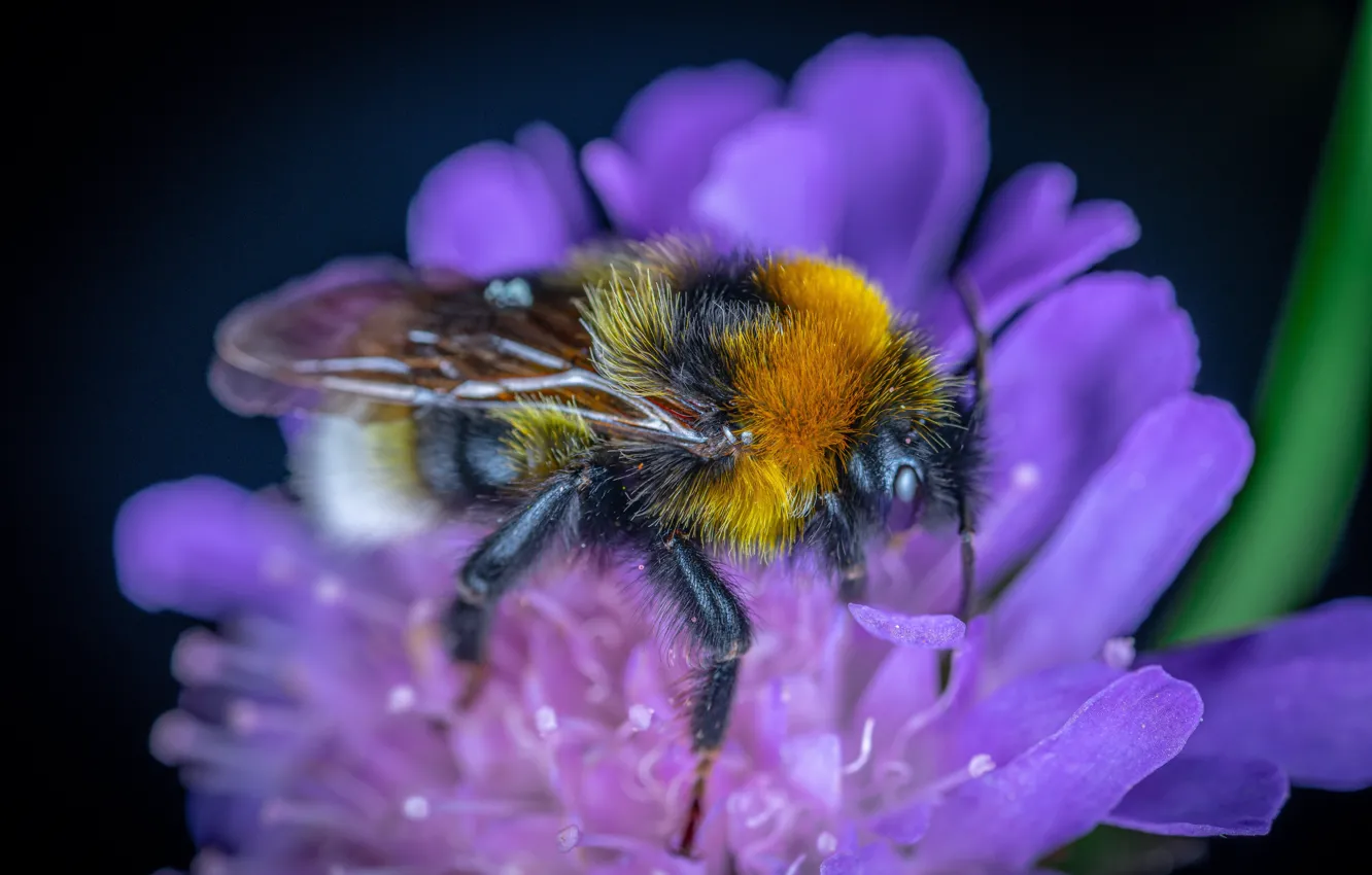 Photo wallpaper flower, the dark background, bee, pink, bumblebee