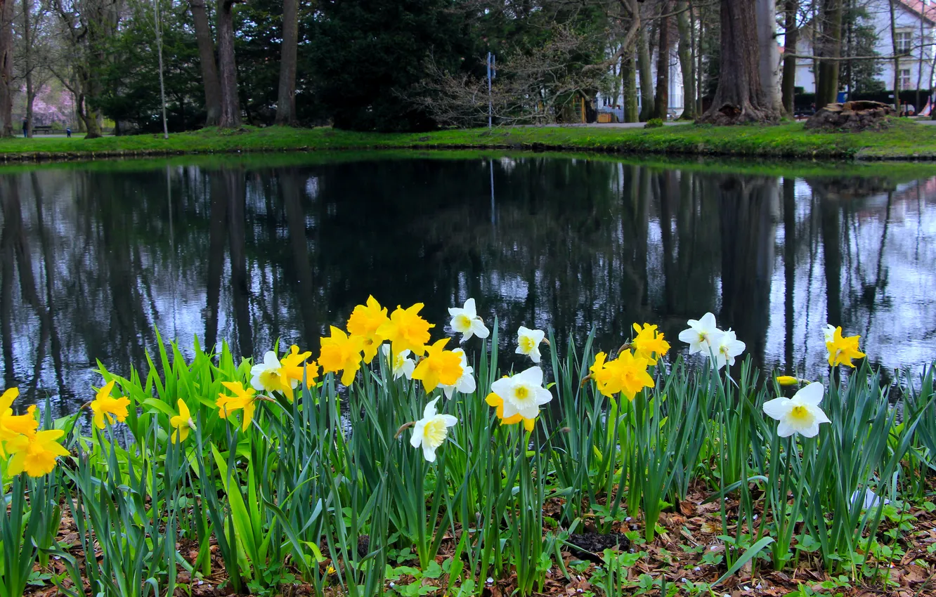Photo wallpaper park, lake, pond