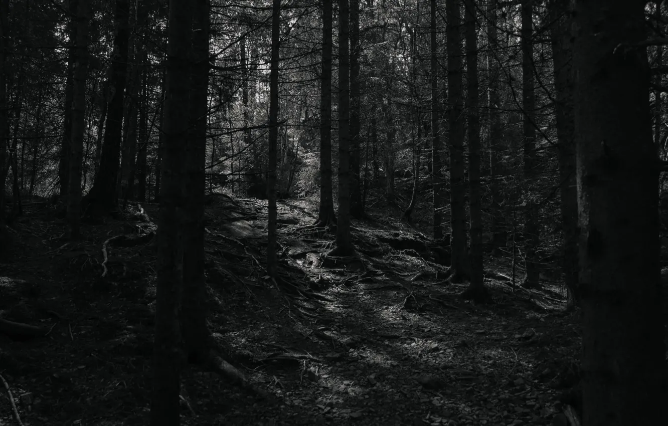 Photo wallpaper forest, trees, nature, black and white, monochrome