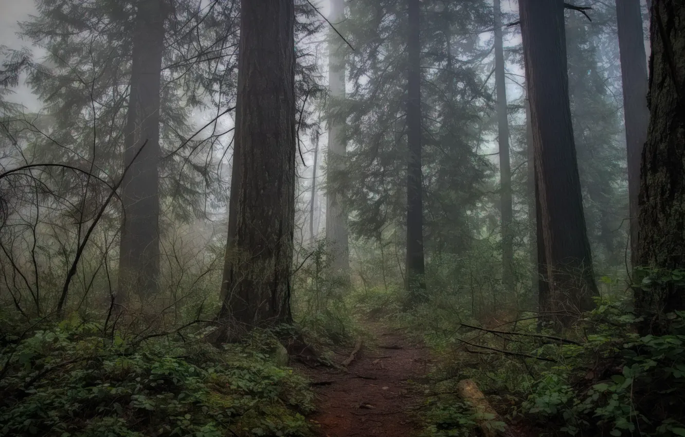 Photo wallpaper forest, trees, nature, fog, path
