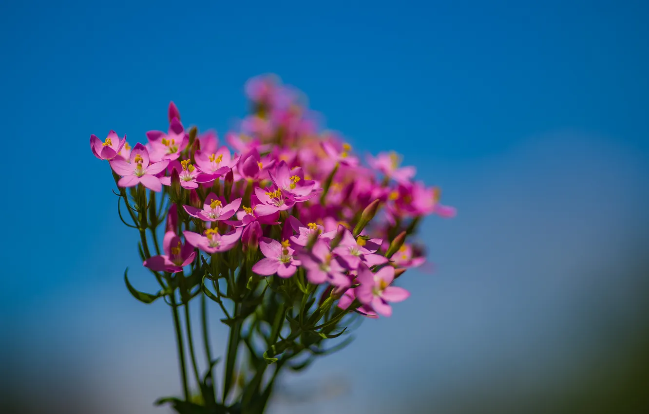 Photo wallpaper the sky, macro, flowers, nature