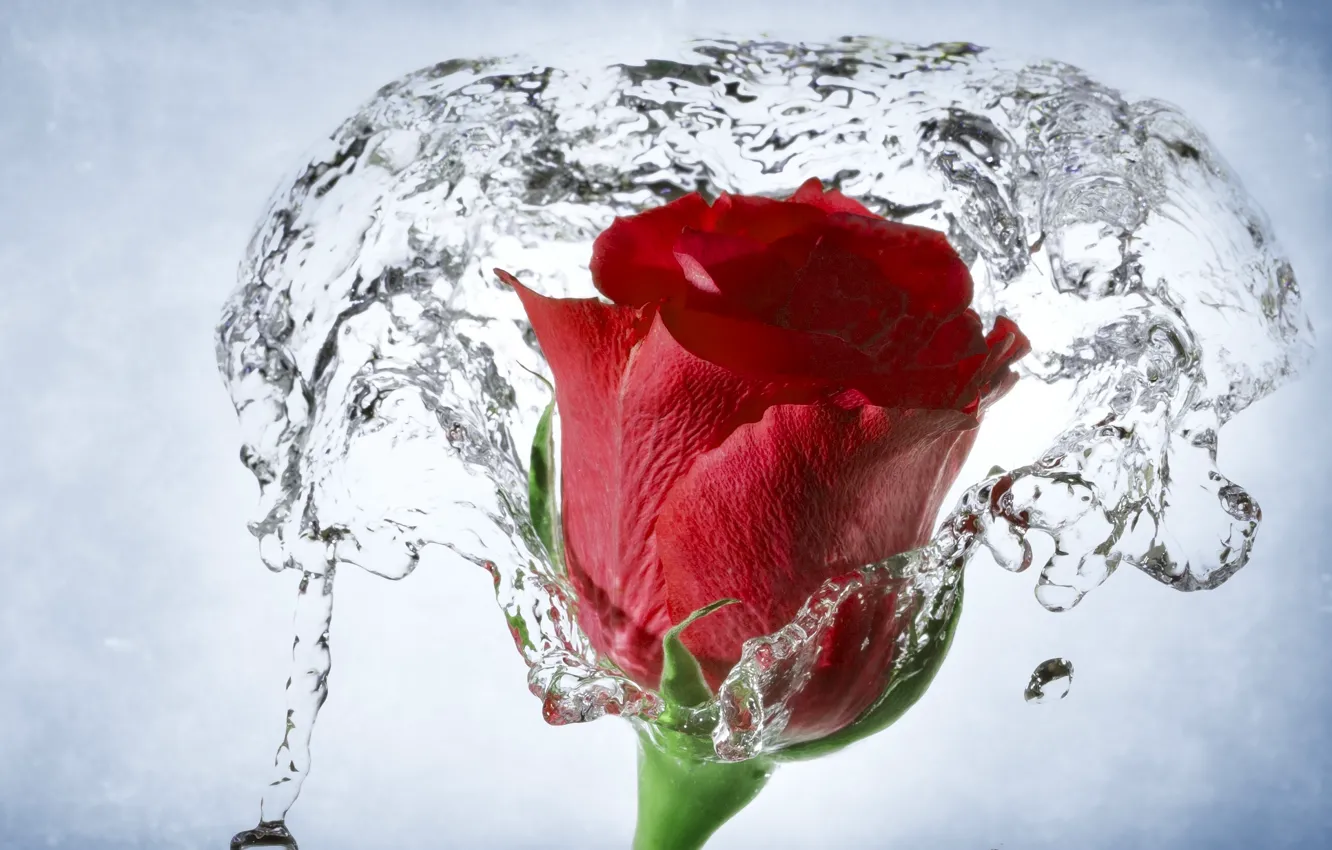 Photo wallpaper water, macro, rose, Bud