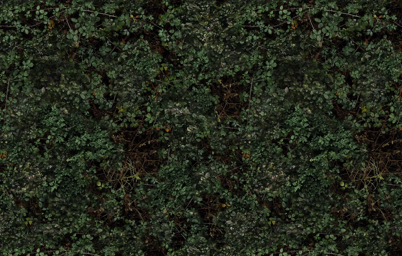 Photo wallpaper grass, leaves, texture, grass, texture, leaves