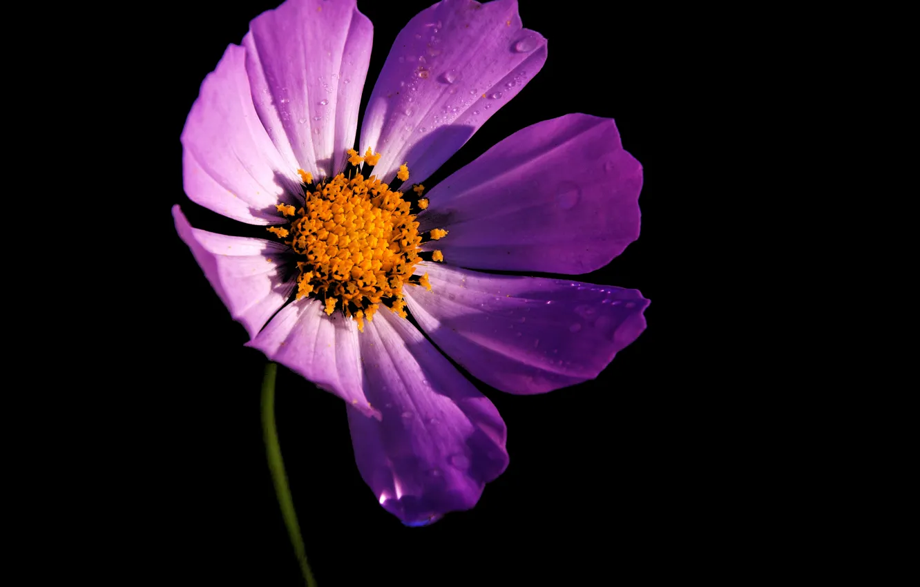 Photo wallpaper flowers, shadow, contrast, pink, black background, kosmeya