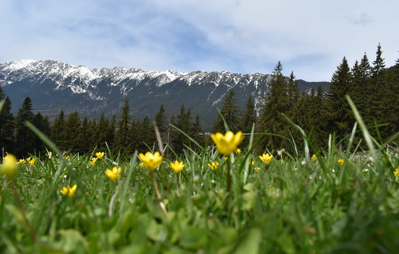 Photo wallpaper field, forest, the sky, grass, clouds, snow, flowers, mountains